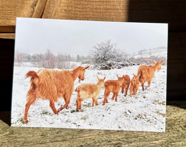 GGGS Christmas cards - Pack of 5